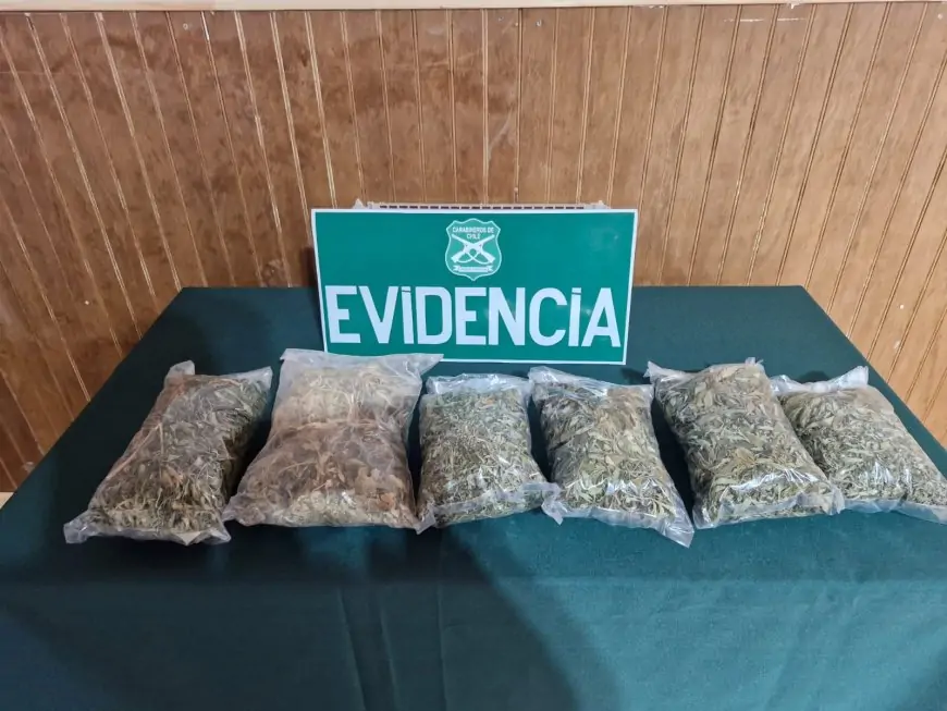 Carabineros de Loncoche incauta más de medio kilo de marihuana en proceso de secado y detiene a conductora