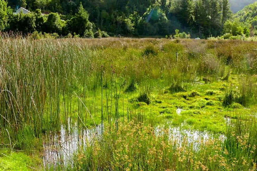 La arremetida de Poduje contra Ley de Humedales Urbanos que frenan proyectos habitacionales en Los Rios