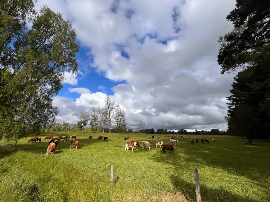 Sustentabilidad no es regeneración: una diferencia que lo cambia todo