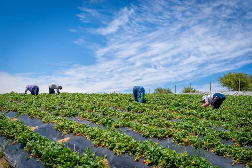 Ministerio de Agricultura entrega $200 mil a más de 3.800 agricultores de INDAP en Los Ríos para enfrentar alza de insumos