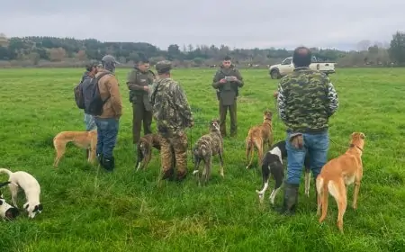 Carabineros de Río Bueno cursa seis infracciones por caza ilegal de liebres y detiene a prófugo desde 2024 por conducción en estado de ebriedad