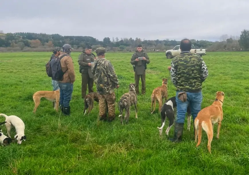 Carabineros de Río Bueno cursa seis infracciones por caza ilegal de liebres y detiene a prófugo desde 2024 por conducción en estado de ebriedad