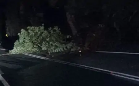 Fuerte viento puelche en Puerto Montt obliga suspender cruce en Carretera Austral: árboles caídos y cortes de cables sobre la vía