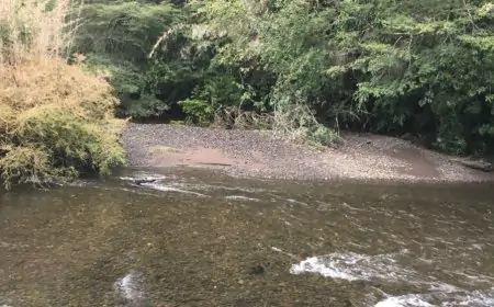 Empresa Forestal Ilihue busca desalojar a 50 familias en Lago Ranco: ocupantes denuncian que se pretende extender demanda a terrenos que no corresponden