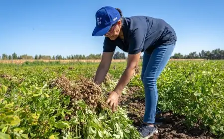 INDAP no exigirá inicio de actividades en SII para acceder a programas de fomento y créditos, resguardando la Agricultura Familiar