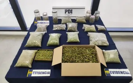 Hombre es detenido en Fresia por cultivo y comercialización de marihuana 