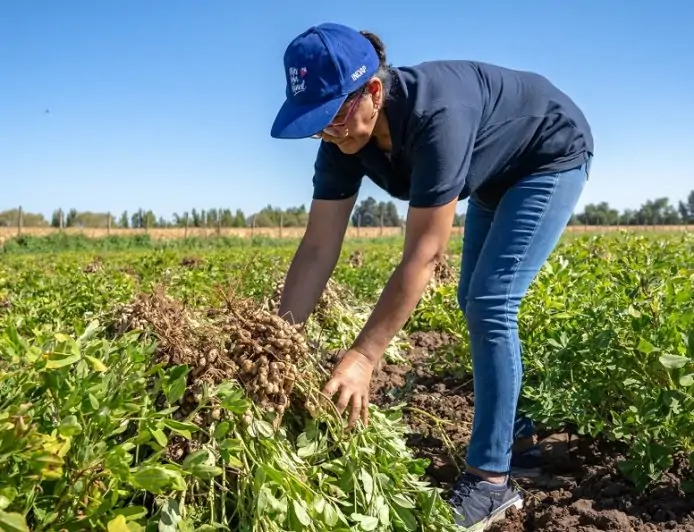 INDAP no exigirá inicio de actividades en SII para acceder a programas de fomento y créditos, resguardando la Agricultura Familiar