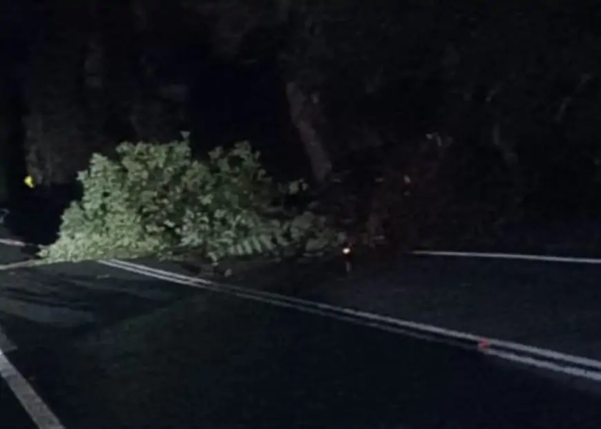 Fuerte viento puelche en Puerto Montt obliga suspender cruce en Carretera Austral: árboles caídos y cortes de cables sobre la vía