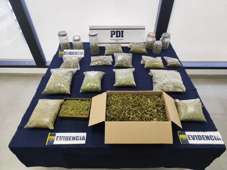 Hombre es detenido en Fresia por cultivo y comercialización de marihuana 