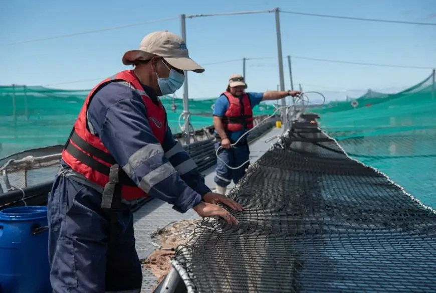 ONG´s chilenas acusan trabajo forzoso ante EE.UU. y contribuyeron a aplicación de arancel del 12,5% a productos nacionales