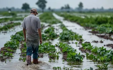 Diputado Ilabaca y municipios exigen Emergencia Agrícola para Los Ríos por millonarias pérdidas