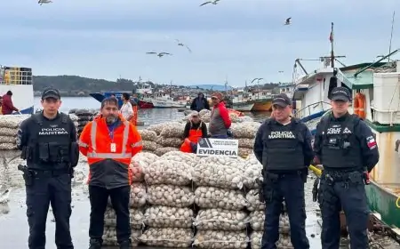 Armada y Salud de Chiloé incautan 1.500 kilos de almejas con marea roja en Quellón