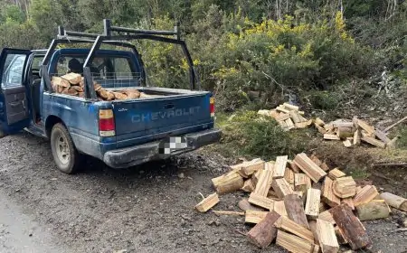 Dos hombres detenidos por sustracción de madera en el Parque Alerce Costero de Corral