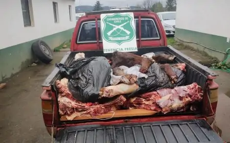 Dos detenidos por abigeato tras ser sorprendidos faenando vacuno en sector Beatas de Fresia