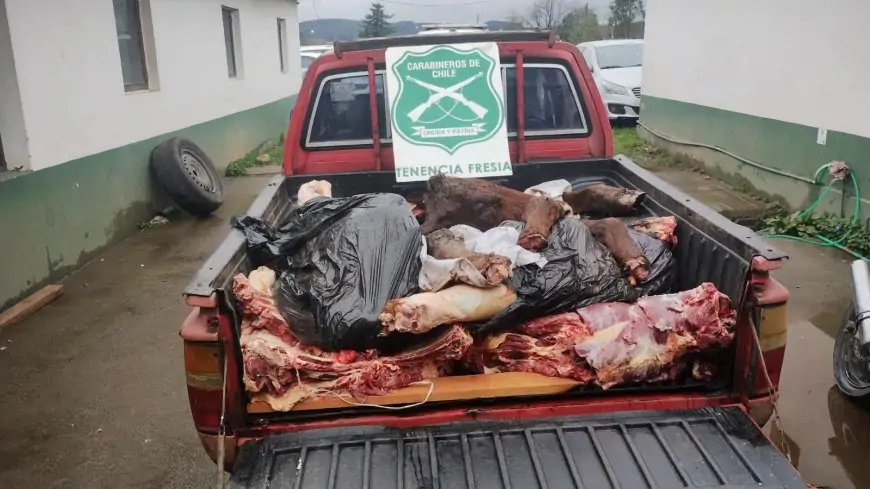 Dos detenidos por abigeato tras ser sorprendidos faenando vacuno en sector Beatas de Fresia