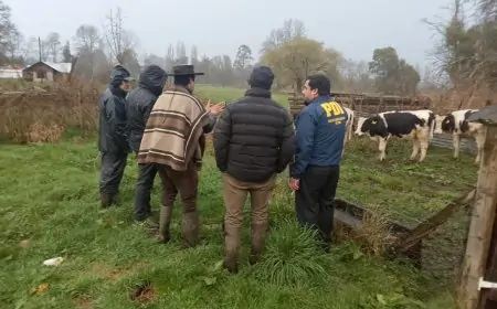 Tres hombres detenidos en Río Bueno por dos delitos de abigeato