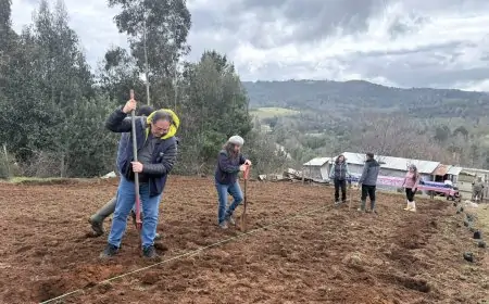 INDAP y CONAF impulsan huertos de frutos silvestres en predios de agricultores de Los Ríos