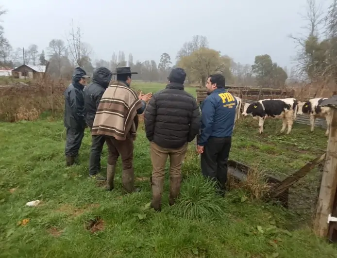 Tres hombres detenidos en Río Bueno por dos delitos de abigeato