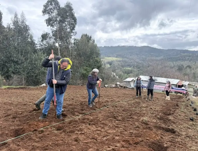 INDAP y CONAF impulsan huertos de frutos silvestres en predios de agricultores de Los Ríos