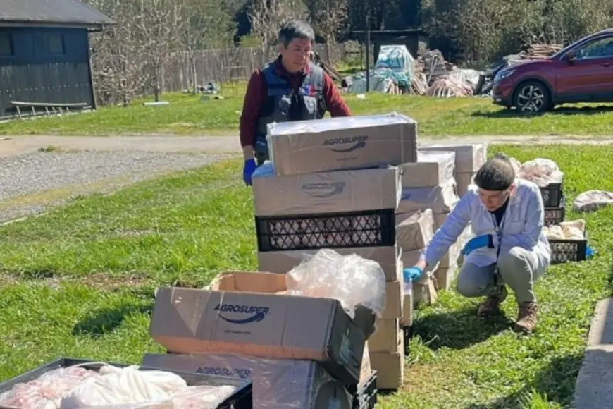 Autoridad sanitaria decomisa 434 kilos de carne clandestina en La Unión y 1.485 kilos vencidos en Mariquina