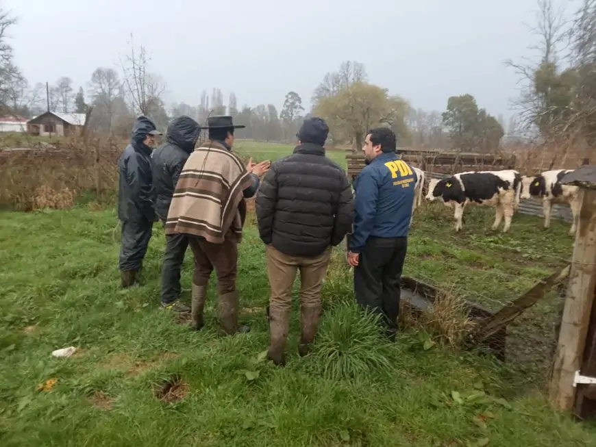Tres hombres detenidos en Río Bueno por dos delitos de abigeato